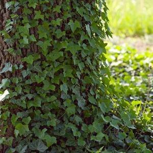 ivy covered tree